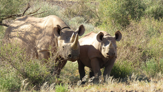  &copy; Gondwana Collection