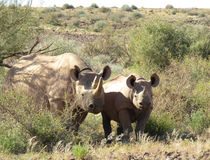  &copy; Gondwana Collection