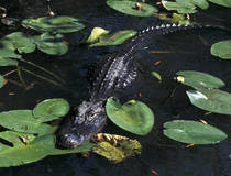 Everglades National Park, Florida.  © Christian Heeb